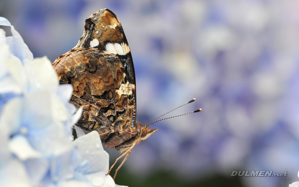 Atalanta (Vanessa atalanta)